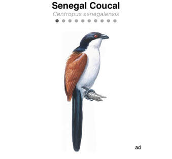 information screenshot of a Senegal coucal