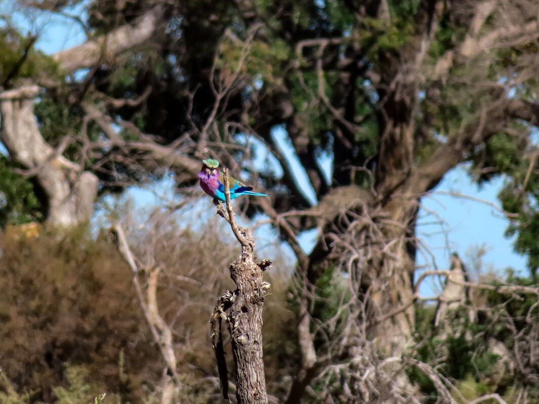 lilac-breasted roller perching on a branch in the Okavango Delta in Botswana.