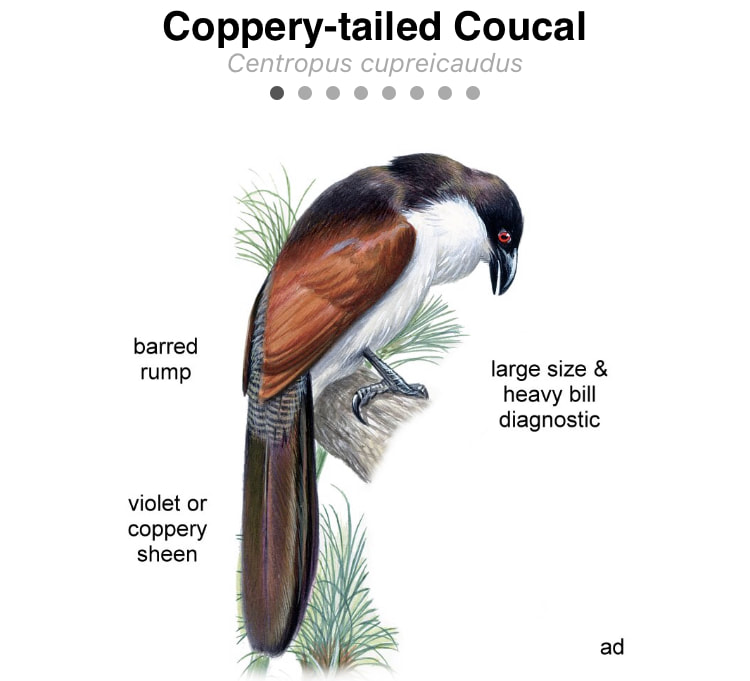 screenshot of a coppery-tailed coucal information page