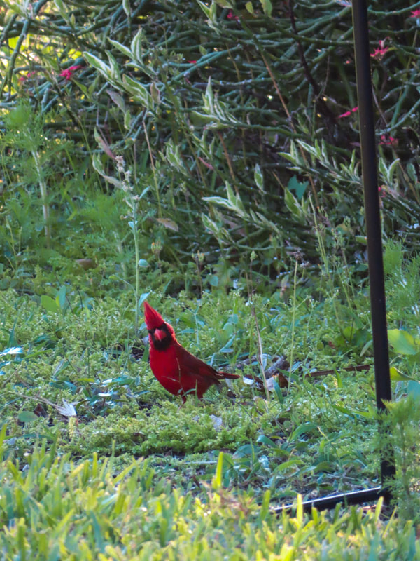 northern cardinal on the ground in Parrish, Florida