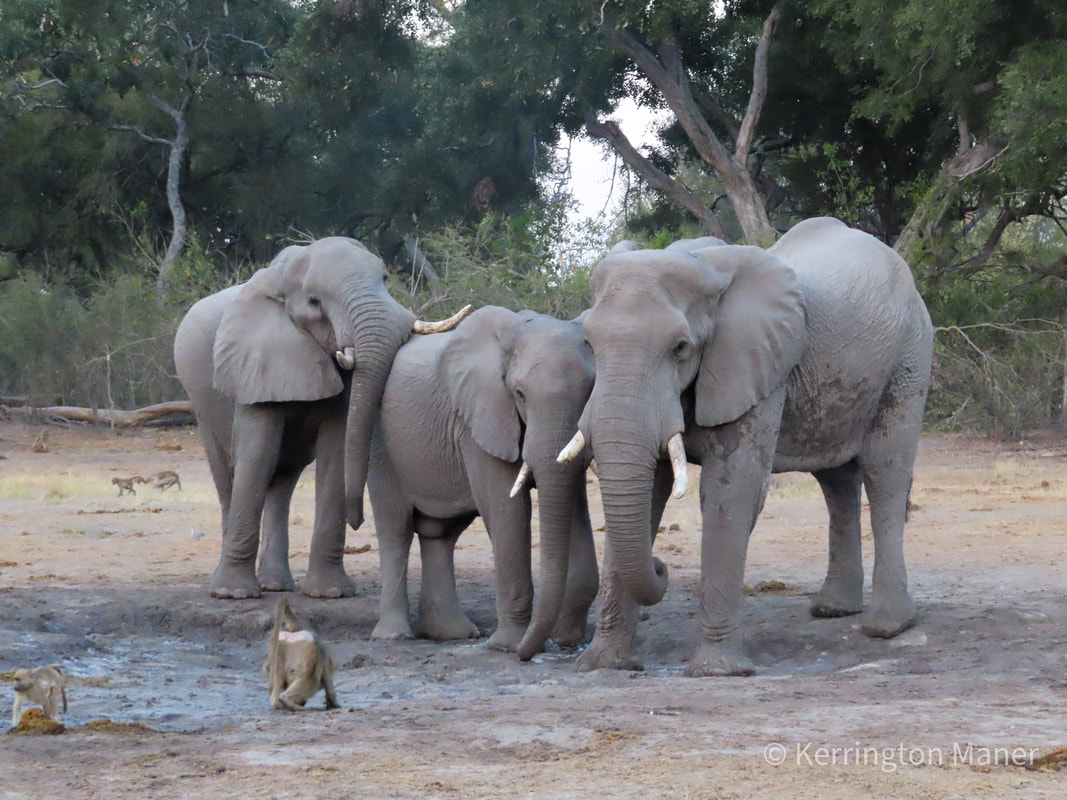three elephants and some baboons at a watering hole in the Okavango Delta in Botswana