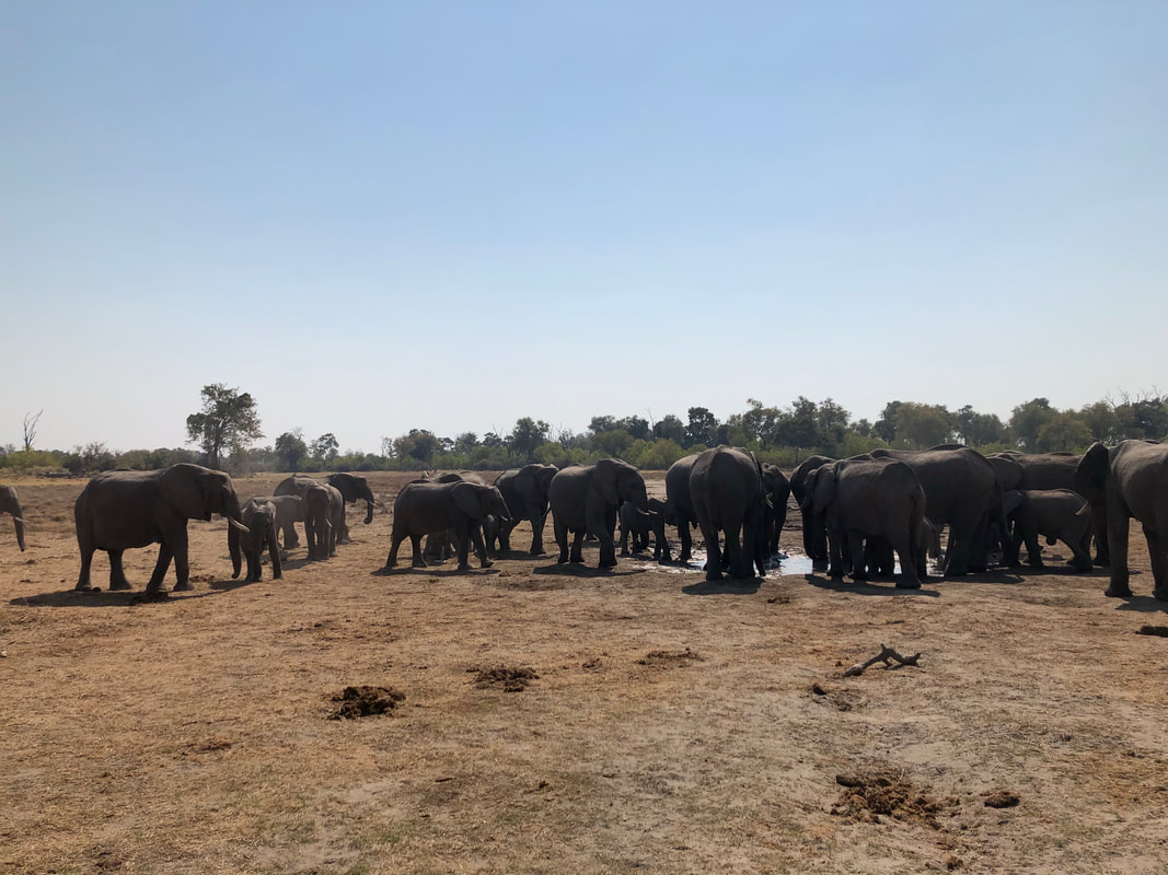 several breeding herds of elephants at a watering hole in the Okavango Delta in Botswana